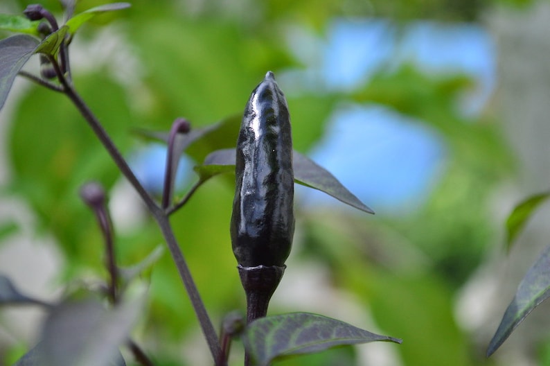 May include: A close-up of a single black pepper growing on a plant with green leaves.