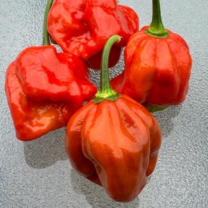 10+ Elysium Oxide Scotch Bonnet Pepper Seeds