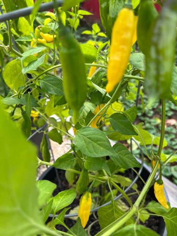 Ghost Pepper Aji Pineapple Scoville Aji Pineapple Pepper Scoville