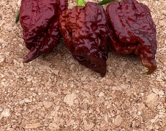 Deadpool Pepper Seeds - 10 Seeds