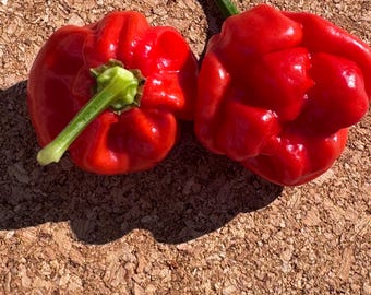 May include: Two vibrant red, wrinkled chili peppers with glossy skins and green stems. The peppers have a rounded, irregular shape with deep ridges and folds, showcasing a bright, saturated red color and a smooth, reflective surface texture.