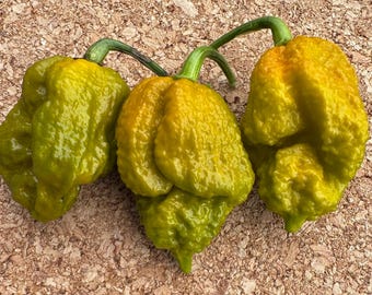 May include: Three fresh chili peppers with a bumpy, textured skin and a vibrant yellow-green color. Each pepper features a distinctively wrinkled surface, a tapered shape, and a small green stem attached to the top, showcasing natural variations.
