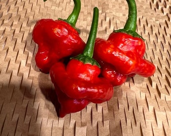Scotch Bonnet Red Pepper Seeds 10+