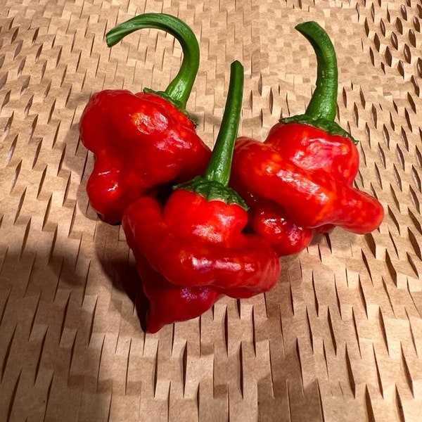 10+ Scotch Bonnet Red Pepper Seeds