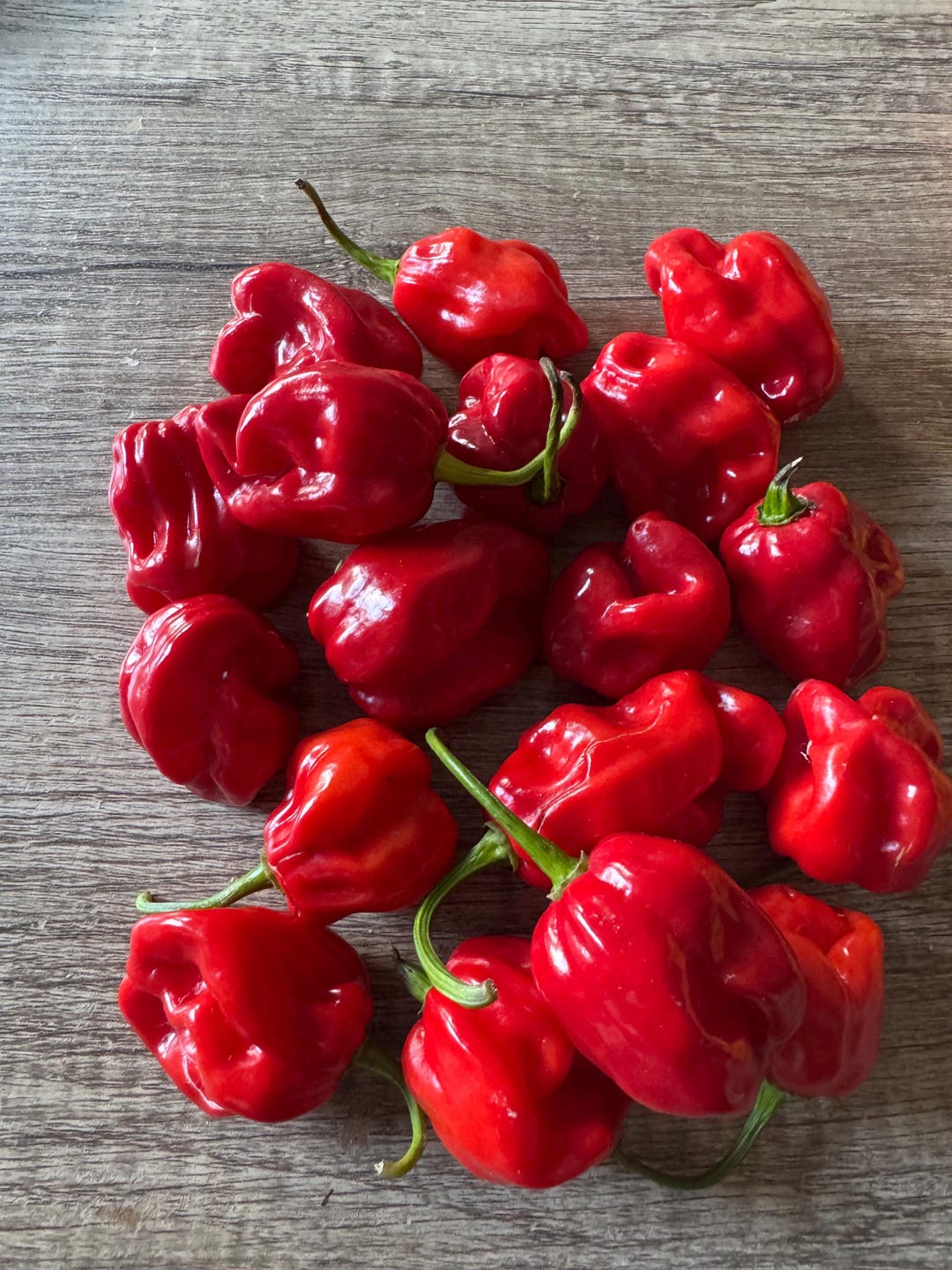 25+ Aji Chombo Pepper Seeds - Etsy