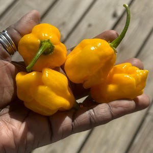 10+Aji Umba Yellow Pepper Seeds