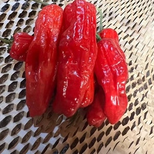 10+ Red Shishito Pepper Seeds