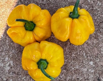 May include: Three bright yellow scotch bonnet peppers with smooth, lobed skins and small green stems. Each pepper has a distinctively rounded, flattened shape with deep ridges, showcasing a vibrant, uniform yellow color throughout the fruit.