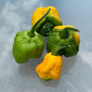 10+ TS Moruga Yellow Pepper Seeds