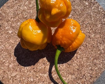 May include: Three bright yellow and orange habanero peppers with glossy, wrinkled skin and green stems. The peppers are clustered together, displaying a rounded, irregular shape with a small pointed tip on the top pepper, showcasing vibrant colors.