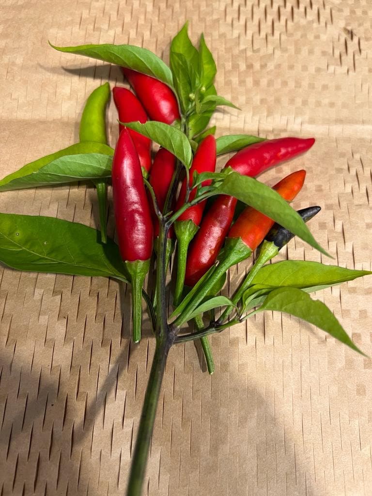 10+ Asian Bird's Eye Hot Chili Pepper Seeds - Etsy