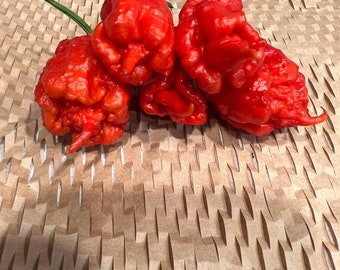 10+ Apocalypse Scorpion Pepper Seeds