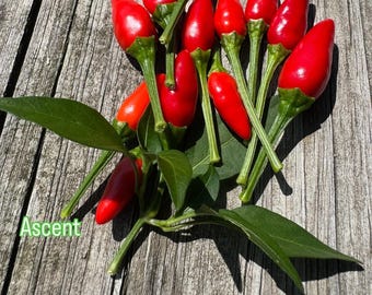 May include: Bright red chili peppers with green stems and leaves are arranged on a weathered wooden surface. The peppers are small and conical, with a glossy appearance. The word "Ascent" is visible in the lower left corner.