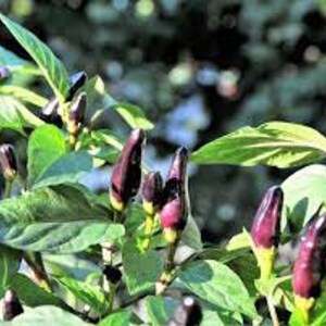 May include: Close-up of a branch of a pepper plant with several dark purple peppers growing on it.