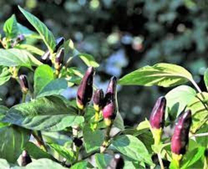 May include: Close-up of a branch of a pepper plant with several dark purple peppers growing on it.