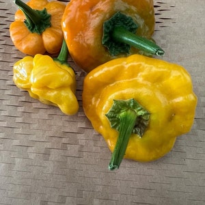 25 Scotch Bonnet Yellow Pepper Seeds