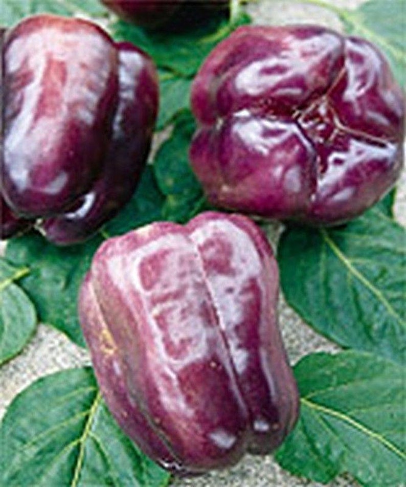 Blue Jay Hybrid Bell Pepper Seeds Etsy