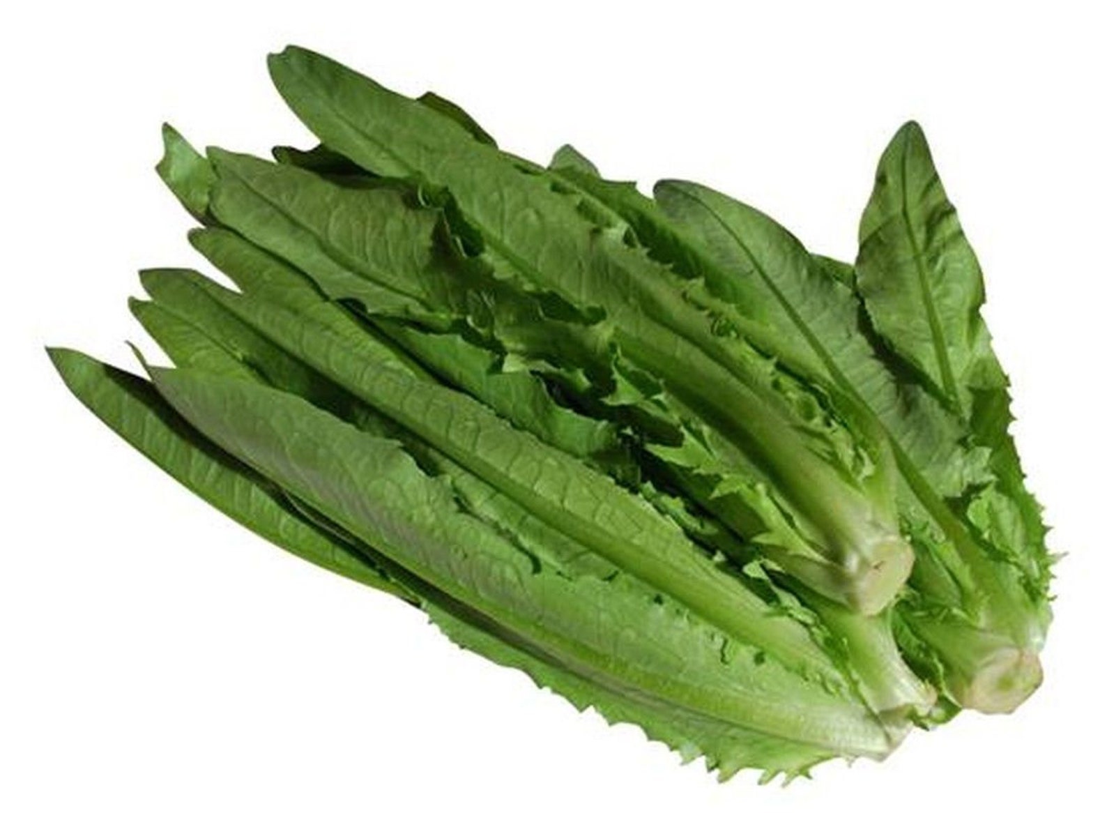 Indian Leaf Lettuce Seeds Etsy