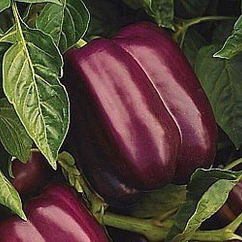 Blue Jay Hybrid Bell Pepper Seeds Etsy