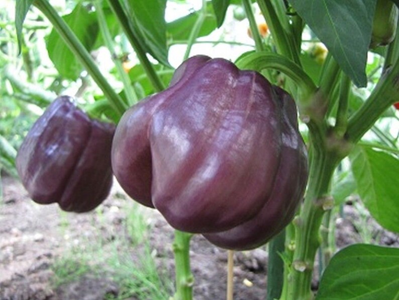 Blue Jay Hybrid Bell Pepper Seeds Etsy