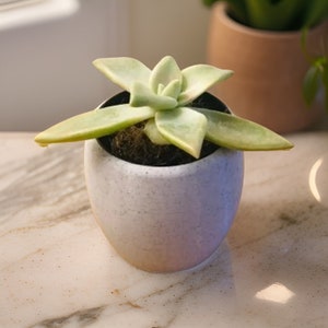 Planter For Succulents | Modern Succulent Planter | 3D Planter | Succulent planter | Minimalist Planter | Oval Planter
