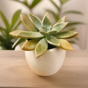 Planter For Succulents | Modern Succulent Planter | 3D Planter | Succulent planter | Minimalist Planter | Oval Planter