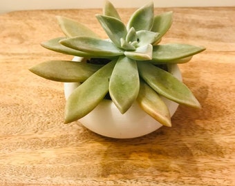 Round Planter For Succulents | Modern Succulent Planter | 3D Planter | Succulent planter | Minimalist Planter | Bonsai Planter