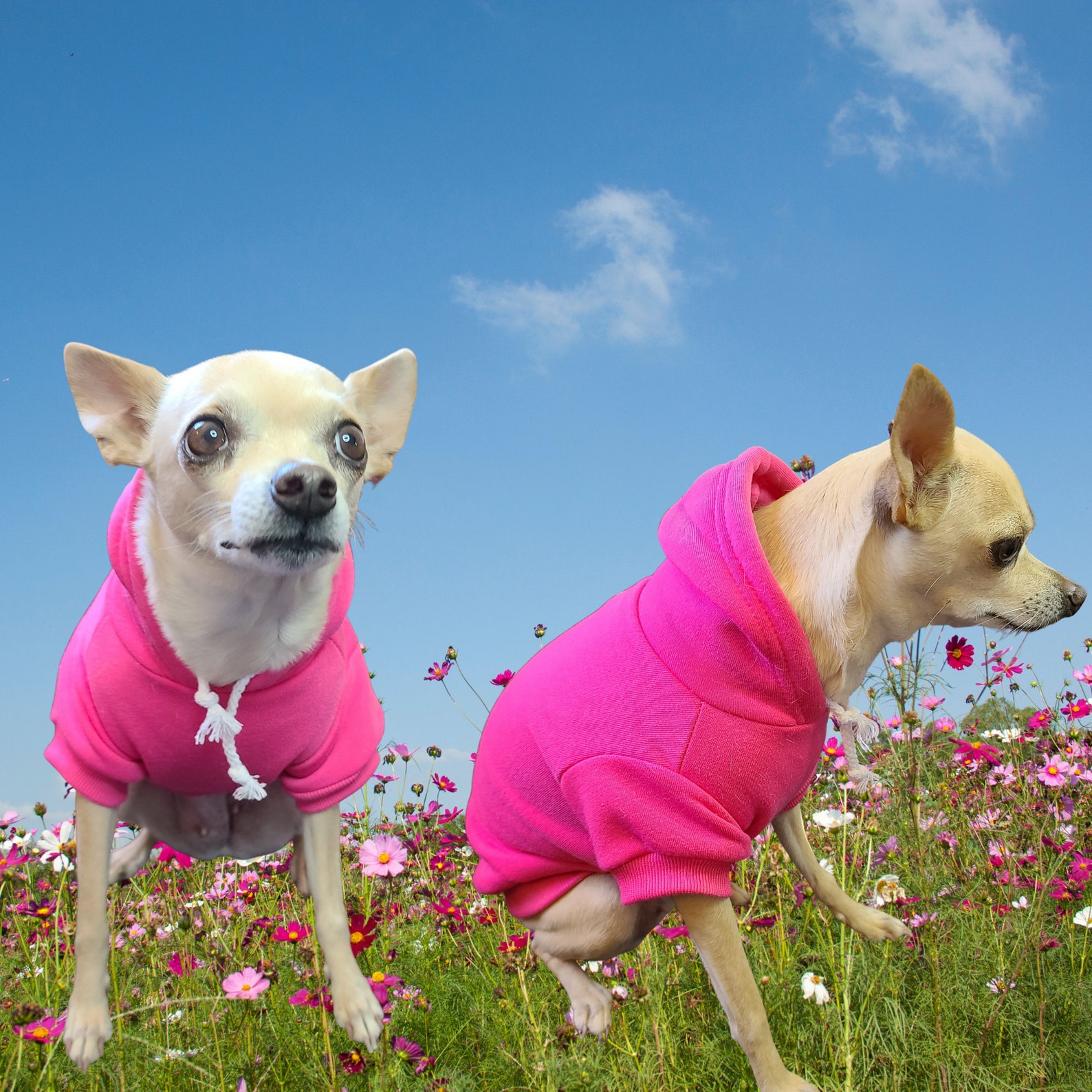 Hot Pink Personalized Dog Hoodie Passion Pink Custom Dog Etsy