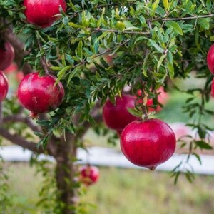 Pomegranate Live Tree Dwarf Pomegranate Pesticide-free NOT dormant Wonderful Variety Perfect for container gardens image 1