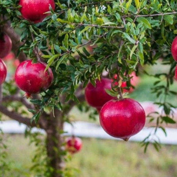 Pomegranate Live Tree - Dwarf Pomegranate! *Pesticide-free!* NOT dormant! "Wonderful" Variety - Perfect for container gardens!