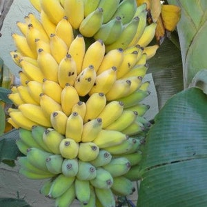 RARE Banana Plant "Dwarf Kokopo" Fruits Quickly! *Pesticide Free and Non-GMO!* Almost gone! Perfect for container gardens!