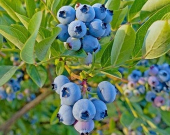 RARE Top Hat DWARF Blueberry Live Plant *Pesticide Free!* Perfect for container gardening! Fast Shipping!