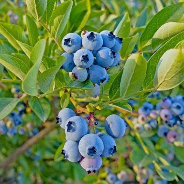 RARE Top Hat DWARF Blueberry Live Plant *Pesticide Free!* Perfect for container gardening! Fast Shipping!