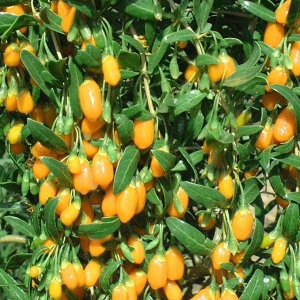 Goji Berry Plant - Yellow AND Red Varieties! - Grow Your Own Superfood!  *Non-GMO and Pesticide free!* Fast Shipping!