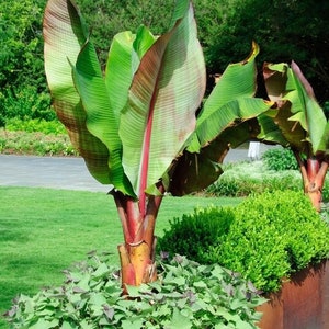 Red Banana Live Plant - Ensete Maurelii - Abyssinian Red Banana *Pesticide Free!* (Ensete Ventricosum) - LIMITED TIME ONLY! Fast Shipping!