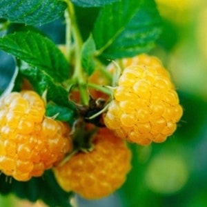 RARE Fall Gold Raspberry - Everbearing Raspberry with TONS of fruit! Live Plant *Pesticide Free!* Fast Shipping!
