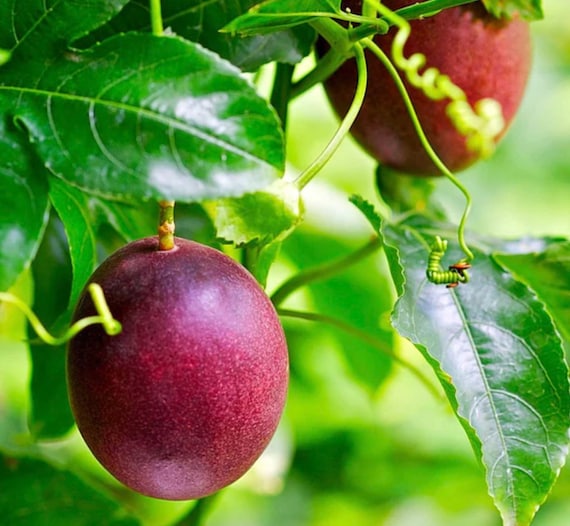 Growing Passion Fruit In Containers 