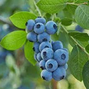 BEST Blueberry! O’Neal Variety - Highly Heat Tolerant Blueberry! Live Plant *Non-GMO and Pesticide Free!* Fast Shipping!