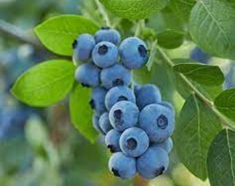 BEST Blueberry! O’Neal Variety - Highly Heat Tolerant Blueberry! Live Plant *Non-GMO and Pesticide Free!* Fast Shipping!