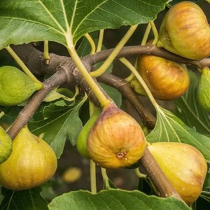 RARE Golden Dwarf Fig - Gorgeous Yellow Skin with Pink Flesh! Perfect for Container Gardens! *Non-GMO and Pesticide free!* Fast Shipping!