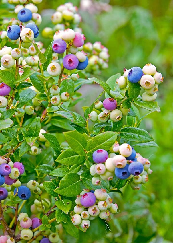 RARE Top Hat DWARF Blueberry Live Plant pesticide Free Etsy