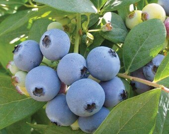 JUICY Jewel Southern Highbush Blueberry Live Plant *Pesticide Free!* Fast Shipping!