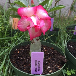 Pink Desert Rose Pesticide Free Adenium obesum Gorgeous Fast Shipping image 3