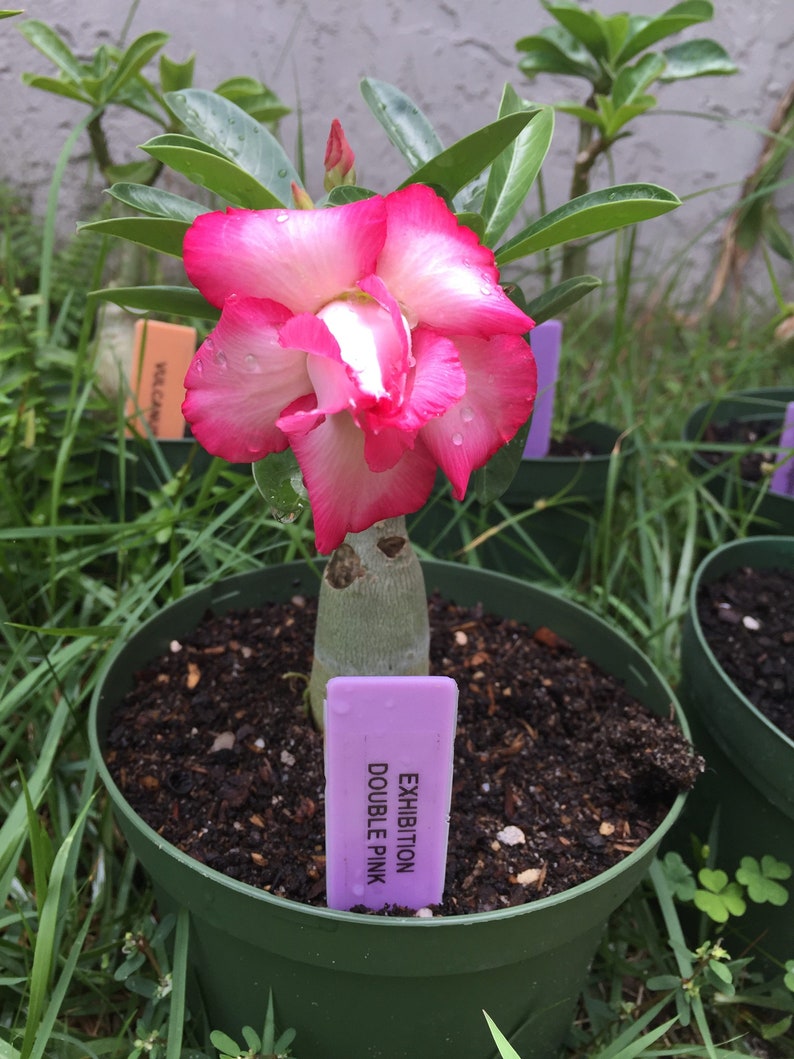 Pink Desert Rose Pesticide Free Adenium obesum Gorgeous Fast Shipping image 3