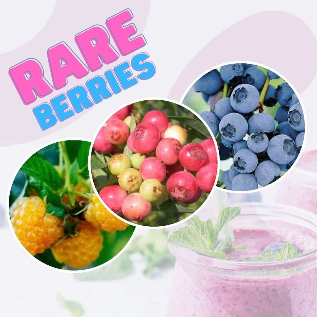 RARE Berry Plants Collection Pink Lemonade and Top Hat Dwarf