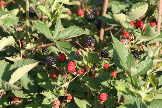 DownHome Harvest® 'Navaho' Thornless Blackberry – Southern Living Plants