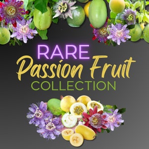 RARE Passion Fruit Vine Collection! *Non-GMO and Pesticide Free!* Grow three of the RAREST Passionfruits! Fast Shipping!