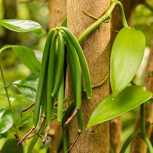 Rare Madagascar Vanilla Bean Orchid Plant *Pesticide Free!* Variegated Option Now Available PLUS Several Sizes!