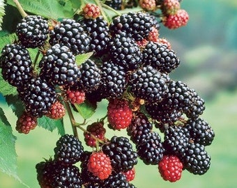 Prime Ark Freedom Blackberry *Pesticide Free!* “Queen of Blackberries!" Fast Shipping!