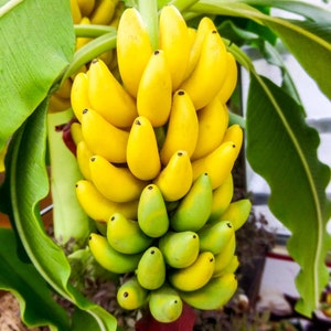 Banana Plant "Dwarf Cavendish" *Non-GMO and Pesticide Free!* Perfect banana plant for container gardens!